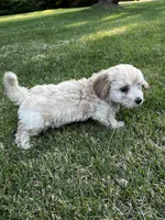 Cream Boy, a male Maltese and Miniature Dachshund for sale in Greenville, SC – 3 of 7