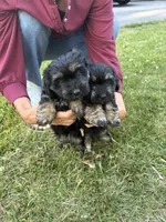 Black and Tan Female, a female Maltese and Miniature Dachshund for sale in Greenville, SC – 4 of 5