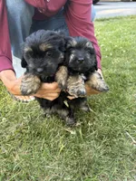 Black and Tan Female, a female Maltese and Miniature Dachshund for sale in Greenville, SC – 3 of 5