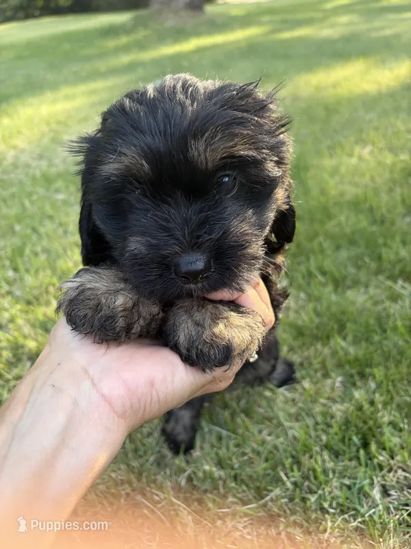 Black and Tan Female – Maltese, Miniature Dachshund puppy on hold in Greenville, SC