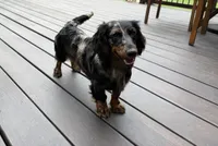 Dapple female 2, a female Miniature Dachshund for sale in Greenville, SC – 2 of 4