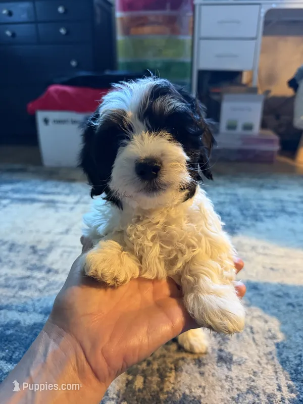 Light face Male – Maltese, Miniature Dachshund puppy for sale in Greenville, SC