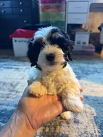 Light face Male, a male Maltese and Miniature Dachshund for sale in Greenville, SC – 1 of 6