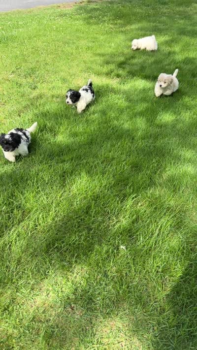 Dark Face Piebald Male, a male Maltese and Miniature Dachshund for sale in Greenville, SC – 6 of 7