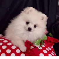 Free shipping Polar Bear , a male Pomeranian for sale in Lyford, TX – Photo 3 of 9