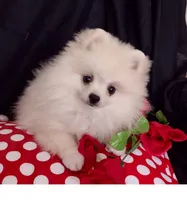 Polar Bear, a male Pomeranian for sale in Lyford, TX – Photo 1 of 9