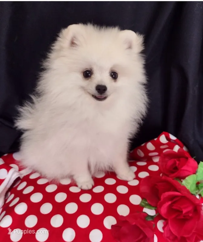 Polar Bear  – Pomeranian puppy for sale in Lyford, TX