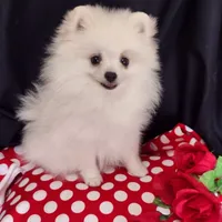 Free shipping Polar Bear , a male Pomeranian for sale in Lyford, TX – Photo 6 of 9