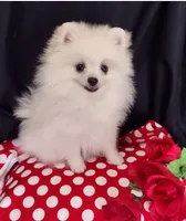 Polar Bear, a male Pomeranian for sale in Lyford, TX – Photo 4 of 9