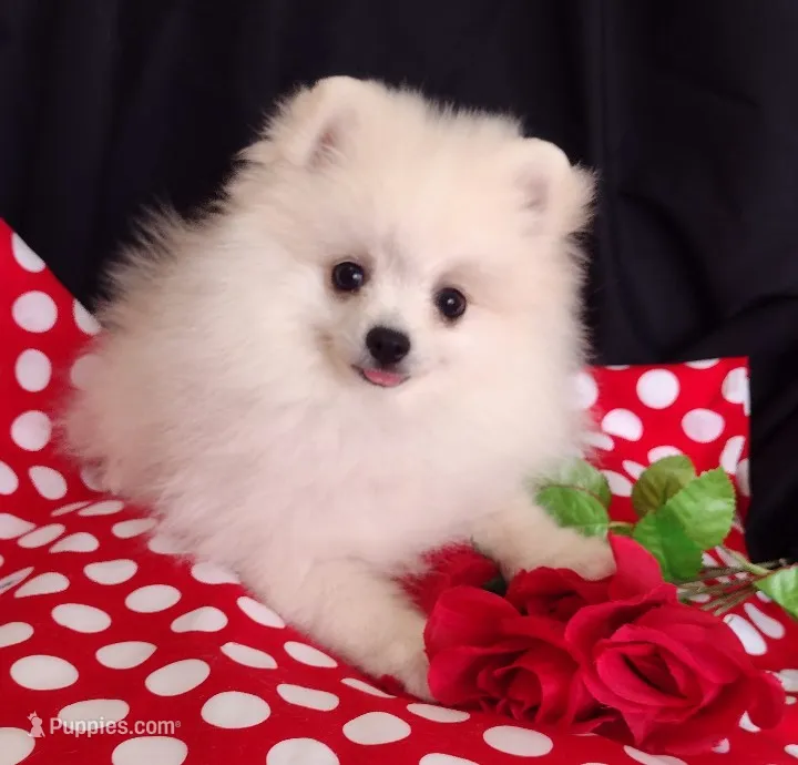 Polar Bear  – Pomeranian puppy for sale in Lyford, TX