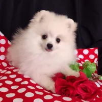 Free shipping Polar Bear , a male Pomeranian for sale in Lyford, TX – Photo 8 of 9