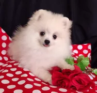 Polar Bear, a male Pomeranian for sale in Lyford, TX – Photo 8 of 9