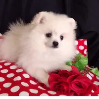 Free shipping Polar Bear , a male Pomeranian for sale in Lyford, TX – Photo 1 of 9