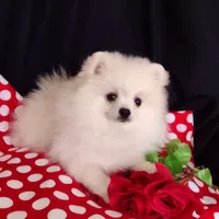 Free shipping Polar Bear , a male Pomeranian for sale in Lyford, TX – Photo 7 of 9