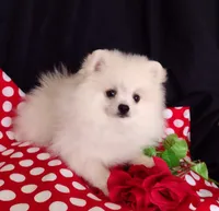 Polar Bear, a male Pomeranian for sale in Lyford, TX – Photo 7 of 9