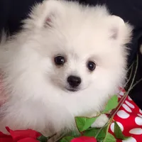 Free shipping Polar Bear , a male Pomeranian for sale in Lyford, TX – Photo 9 of 9