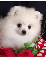 Polar Bear, a male Pomeranian for sale in Lyford, TX – Photo 9 of 9