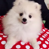 Free shipping Polar Bear , a male Pomeranian for sale in Lyford, TX – Photo 5 of 9