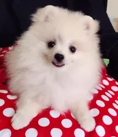 Polar Bear, a male Pomeranian for sale in Lyford, TX – Photo 6 of 9