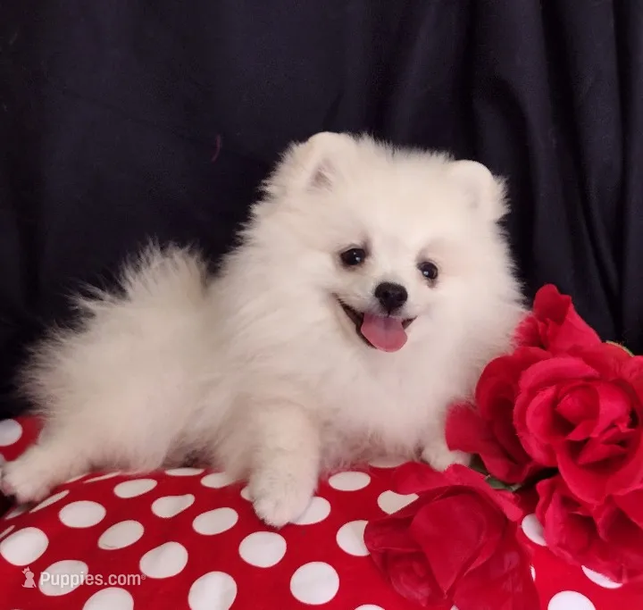 Free shipping Polar Bear , a male Pomeranian for sale in Lyford, TX – Photo 1 of 9