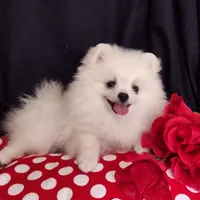 Free shipping Polar Bear , a male Pomeranian for sale in Lyford, TX – Photo 4 of 9