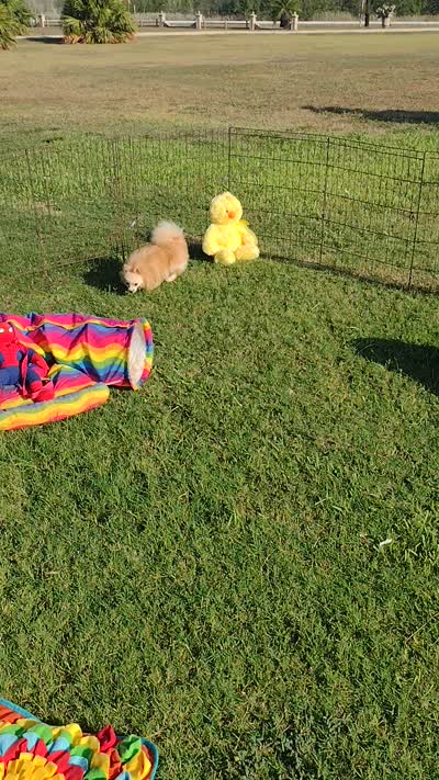  Aladin - Videos , a male Pomeranian for sale in Lyford, TX – 7 of 8