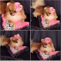  Tiny Female Diva, a female Pomeranian for sale in Lyford, TX – 2 of 10