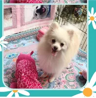  Joline -Videos, a female Pomeranian for sale in Lyford, TX – 8 of 9