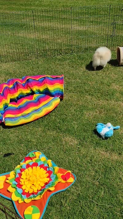 Video's -Polar Bear , a male Pomeranian for sale in Lyford, TX – 9 of 9