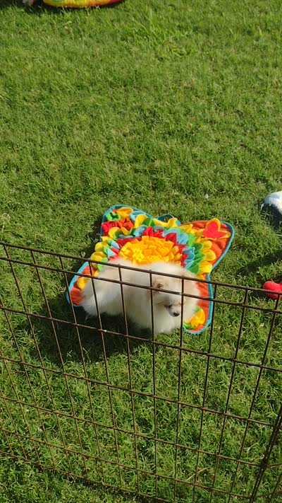 Video's- Tommy Tu-Tone , a male Pomeranian for sale in Lyford, TX – 10 of 10