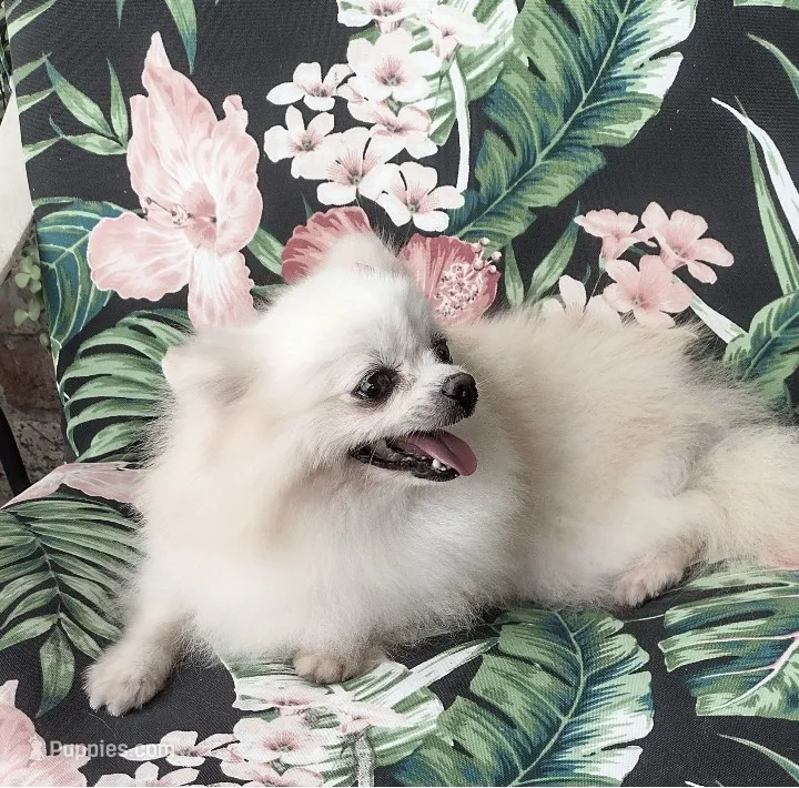 Korean Import Sasha  – Pomeranian puppy for sale in Lyford, TX
