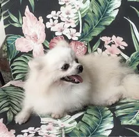 Korean Import Sasha , a female Pomeranian for sale in Lyford, TX – 1 of 6