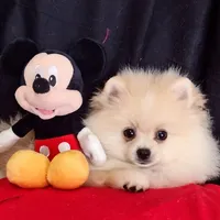 Free Shipping/ Aladin , a male Pomeranian for sale in Lyford, TX – Photo 4 of 7