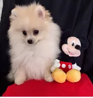 Aladin, a male Pomeranian for sale in Lyford, TX – Photo 6 of 8