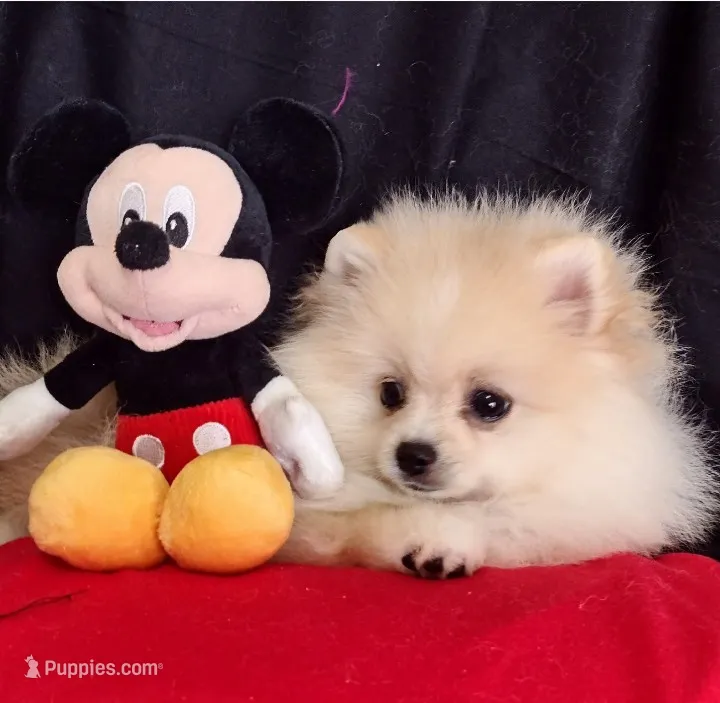  Aladin  – Pomeranian puppy for sale in Lyford, TX