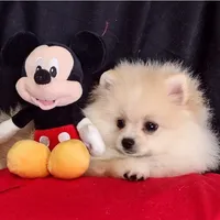 Free Shipping/ Aladin , a male Pomeranian for sale in Lyford, TX – Photo 5 of 7