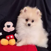 Aladin, a male Pomeranian for sale in Lyford, TX – Photo 8 of 8