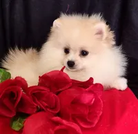 Aladin, a male Pomeranian for sale in Lyford, TX – Photo 2 of 8