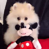 Free Shipping/ Aladin , a male Pomeranian for sale in Lyford, TX – Photo 3 of 7