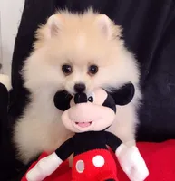 Aladin, a male Pomeranian for sale in Lyford, TX – Photo 1 of 8