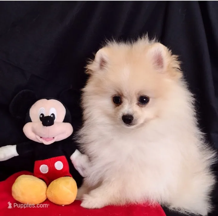  Aladin  – Pomeranian puppy for sale in Lyford, TX