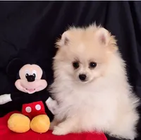 Aladin, a male Pomeranian for sale in Lyford, TX – Photo 4 of 8