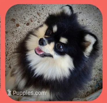 BETTIE  – Pomeranian puppy for sale in Lyford, TX
