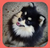BETTIE , a female Pomeranian for sale in Lyford, TX – 2 of 10