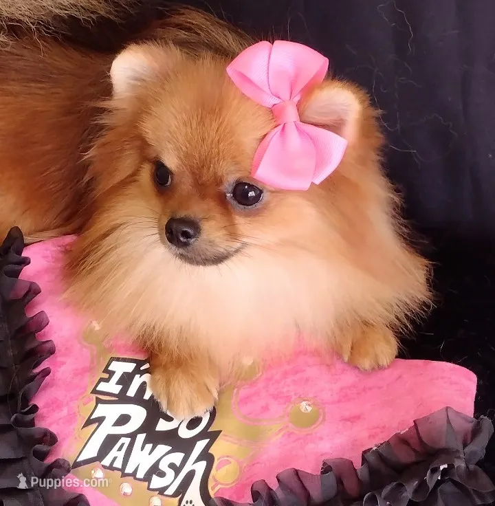 Adele- Videos  – Pomeranian puppy for sale in Lyford, TX