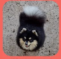 BETTIE , a female Pomeranian for sale in Lyford, TX – 4 of 10