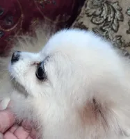 Sasha , a female Pomeranian for sale in Lyford, TX – 8 of 10