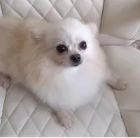 Korean Import Sasha , a female Pomeranian for sale in Lyford, TX – 2 of 6