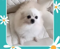 Sasha , a female Pomeranian for sale in Lyford, TX – 6 of 10