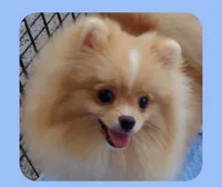 Stanley -Videos, a male Pomeranian for sale in Lyford, TX – 8 of 10